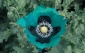 Opiumbia's picture